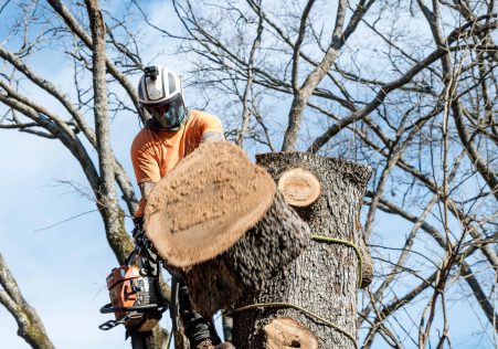 Precision tree cutting service in Auckland