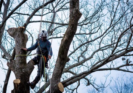 Tree lopping Auckland — clearing overgrowth