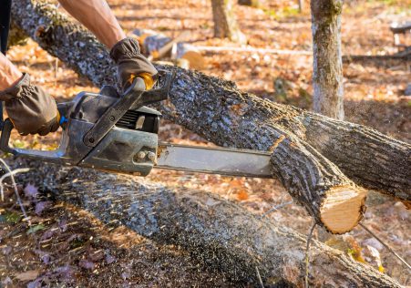 Safe tree removal with specialist equipment in Auckland