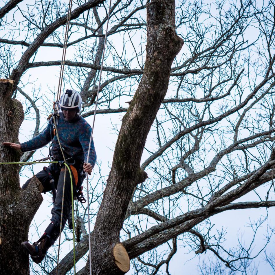 Arborist working on a large tree in an Auckland residential property
