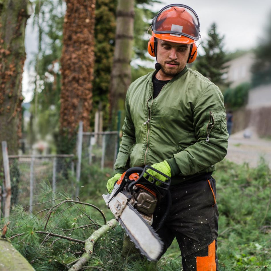 Safe tree removal with specialist equipment in Auckland