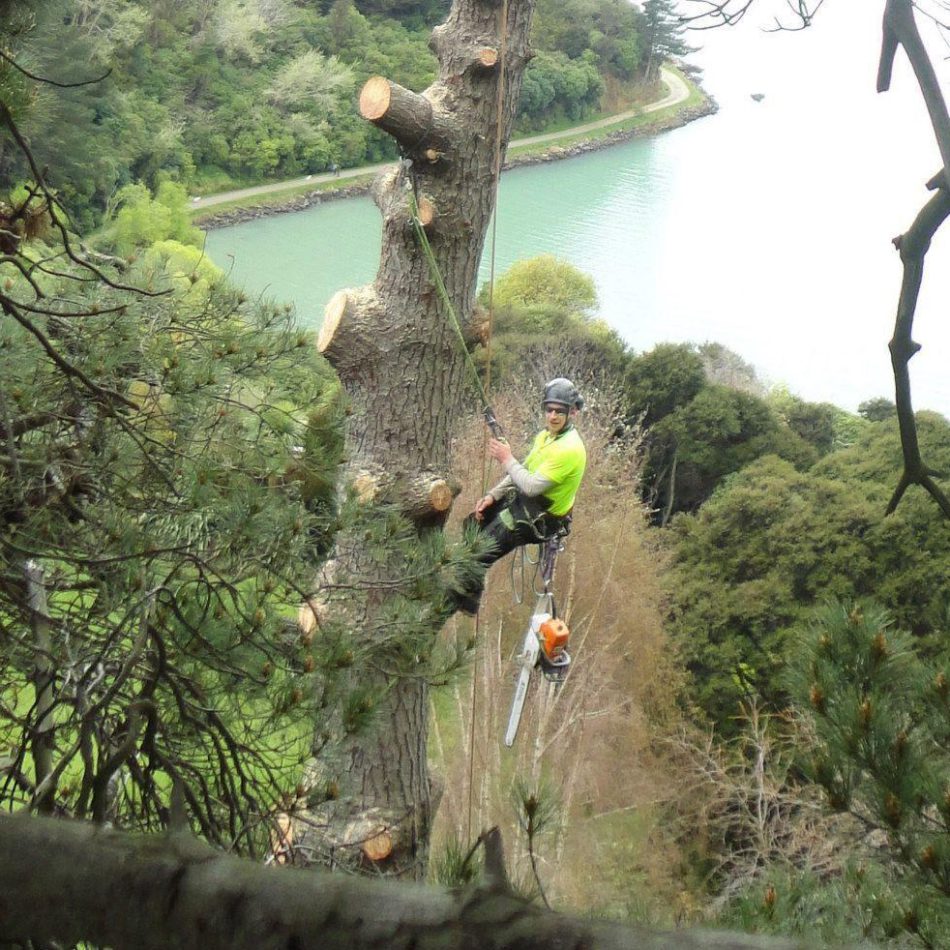 Auckland tree removal team at work