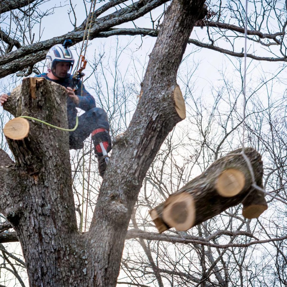 Certified arborist inspecting a tree in Auckland