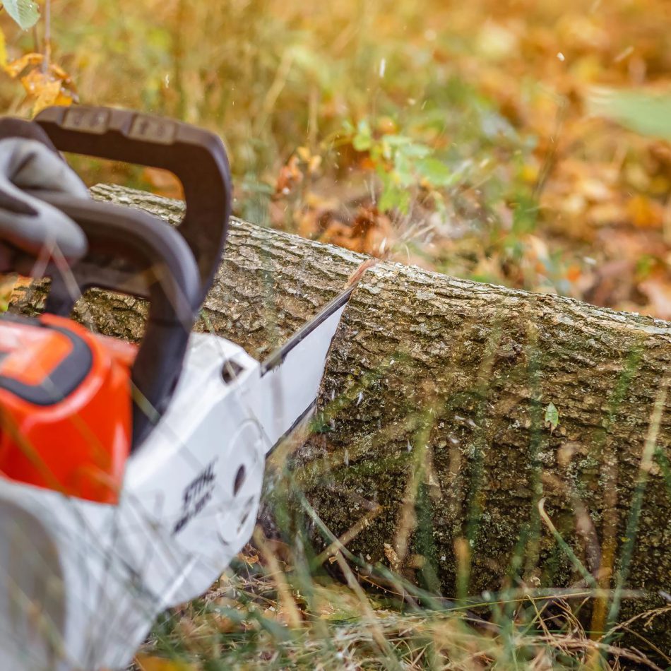 Professional tree care services in Auckland
