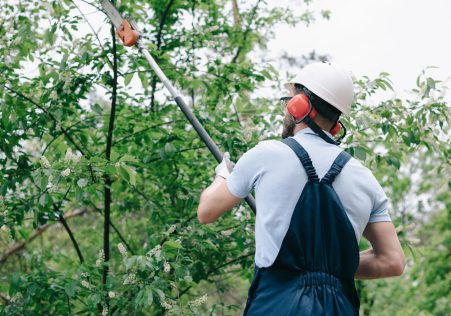 Tree pruning service Auckland